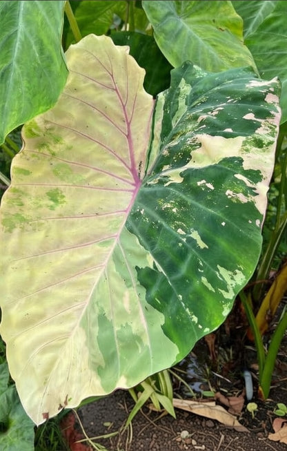 Colocasia Pink Andaman