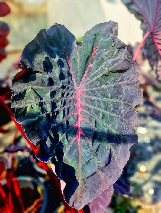 Colocasia Pink Rhino