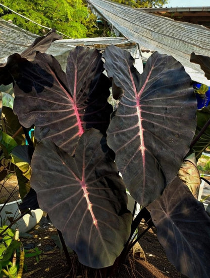Colocasia Violet Fantasy