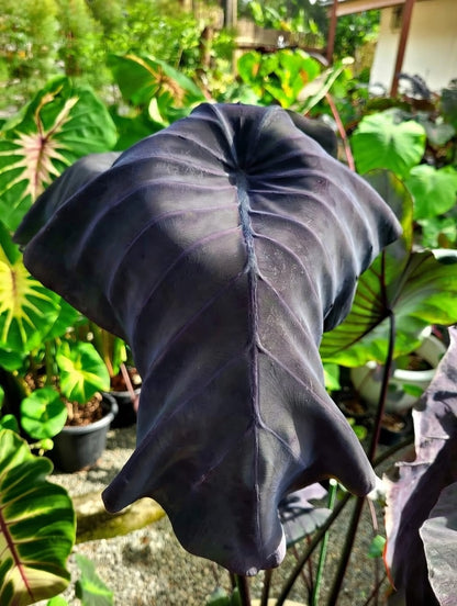 Colocasia Black Bone