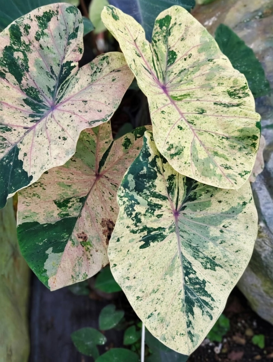 Colocasia Cloud Sky
