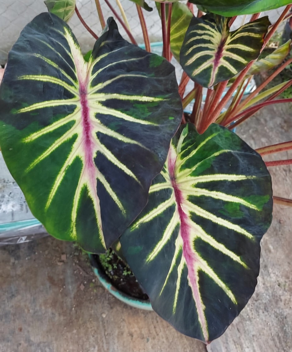 Colocasia Stardust