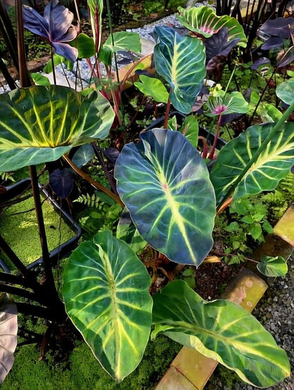 Colocasia Fortune Star
