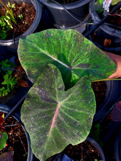 Colocasia Pink Shadow
