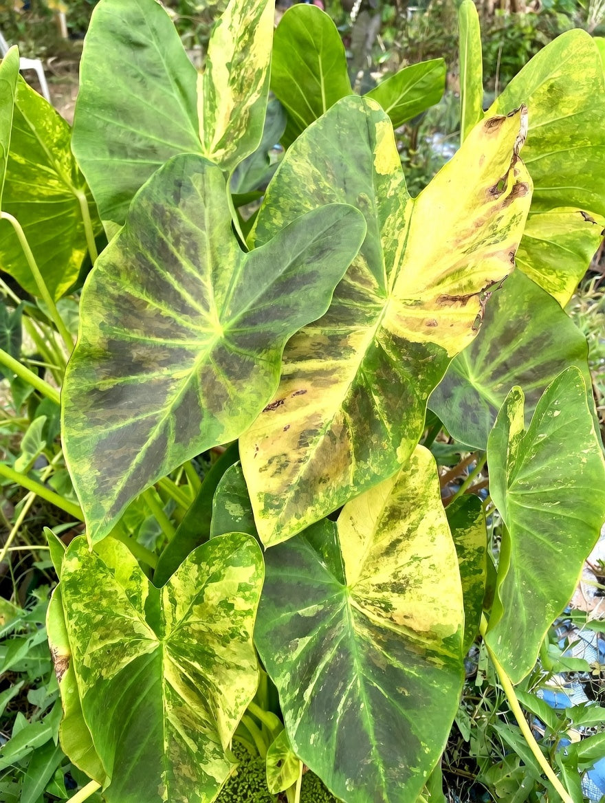 Colocasia Black Amber