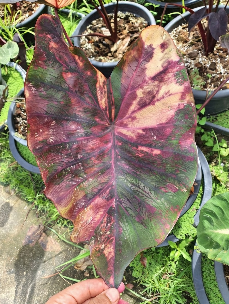 Colocasia Morning Star