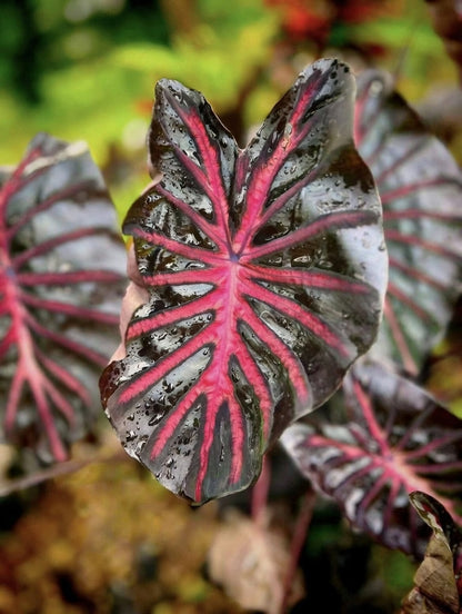 Colocasia Neon
