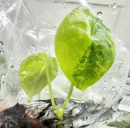 Alocasia Fonicata Aurea Variegated