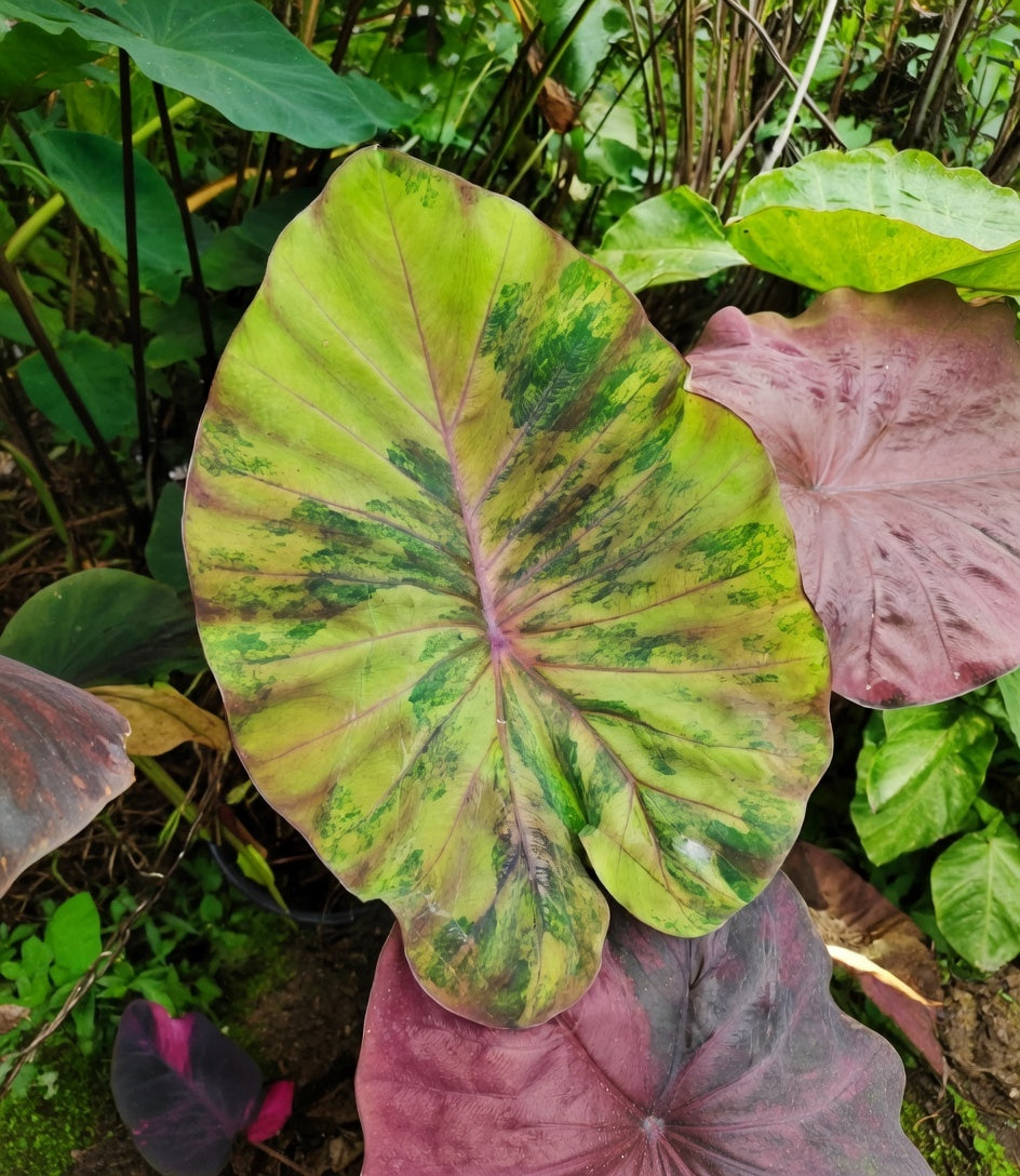 Colocasia Brown Sugar