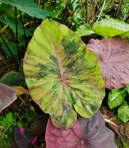 Colocasia Brown Sugar