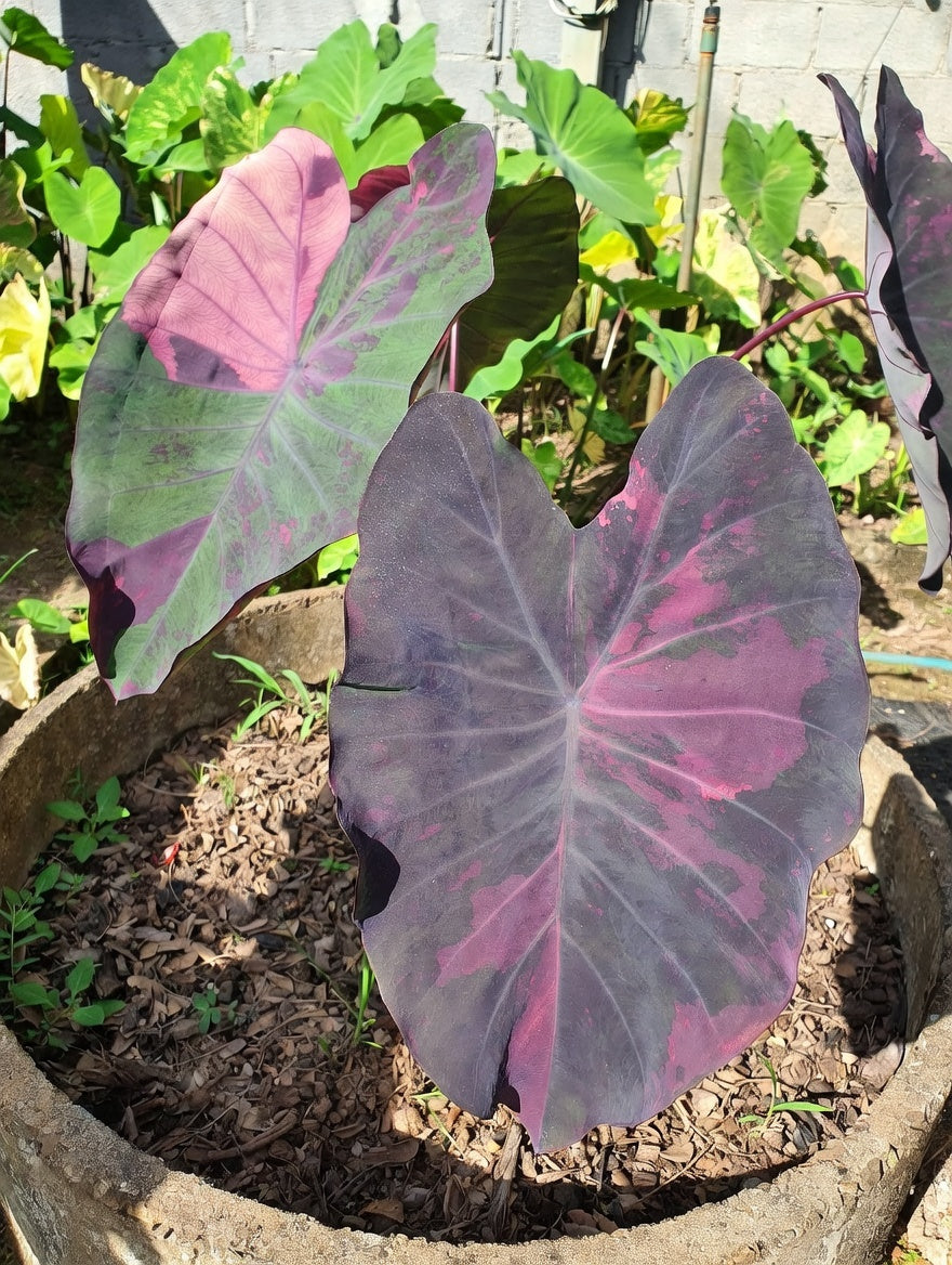 Colocasia Nab Dao