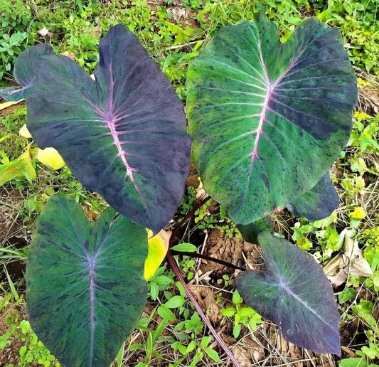 Colocasia Chiang Mai Girl