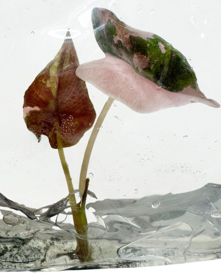 Alocasia Nobilis Pink K Variegated tissue culture plantlet with maroon and pink mottled leaves