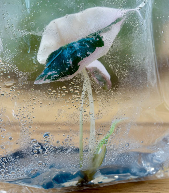 Alocasia Nobilis Pink K Variegated tissue culture plantlet with pale pink and dark green leaves