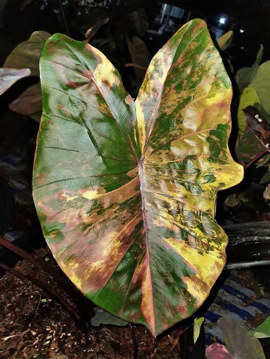 Colocasia Morning Star