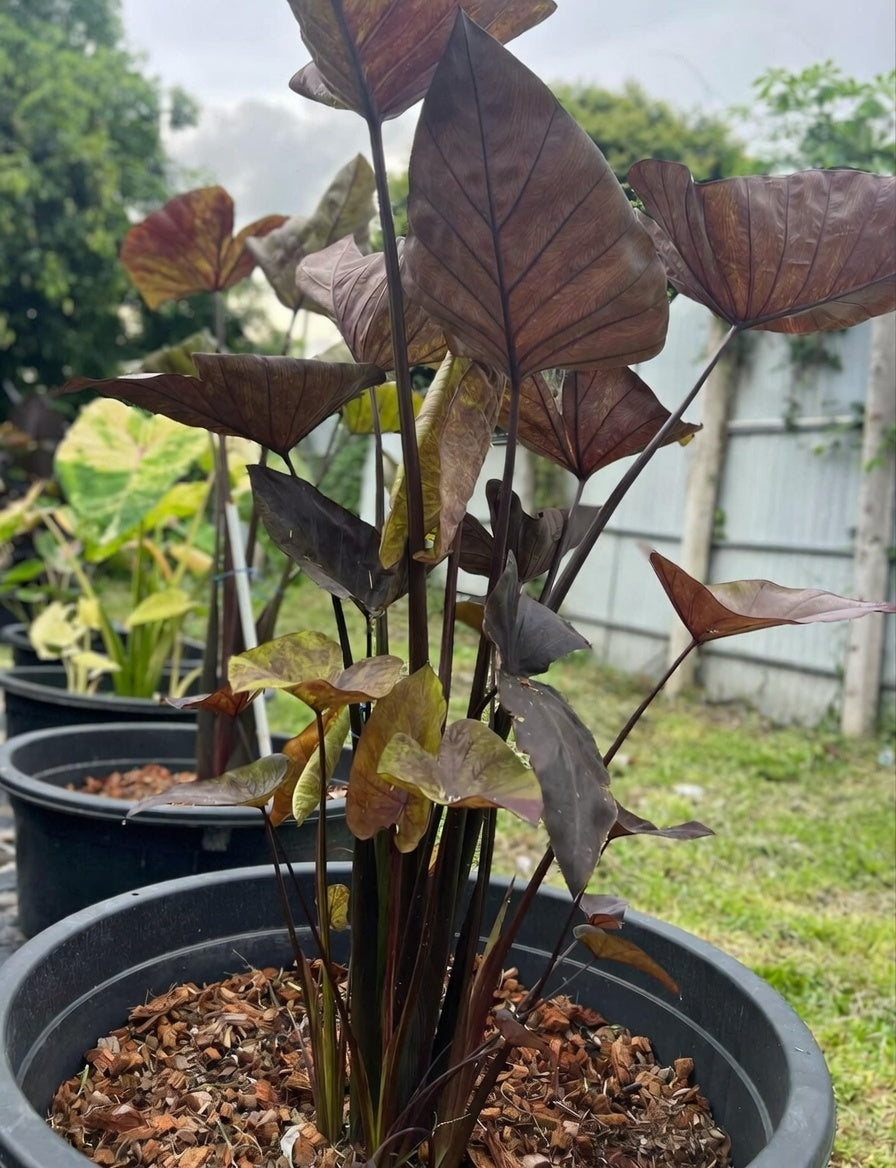 Colocasia Tiger Cup