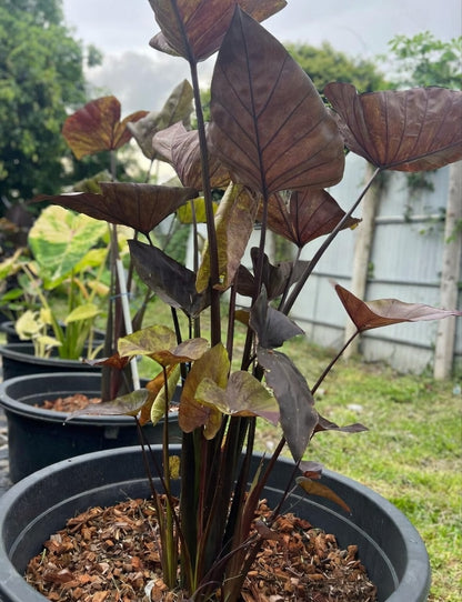 Colocasia Tiger Cup