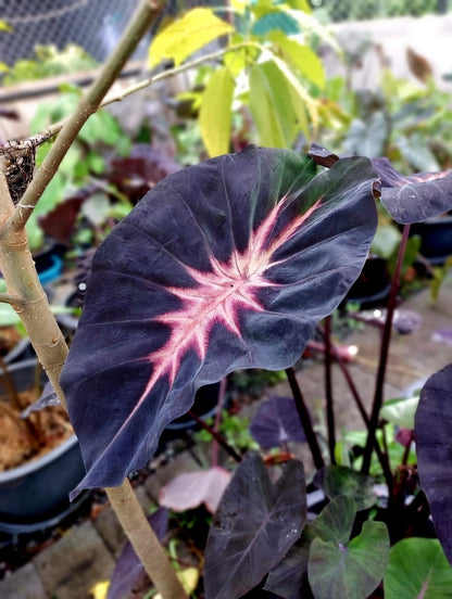 Colocasia Shadow