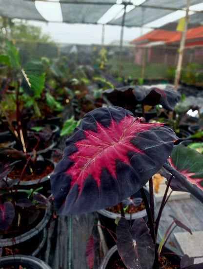 Colocasia Shadow