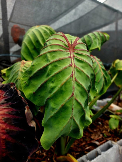 Colocasia Cleopatra