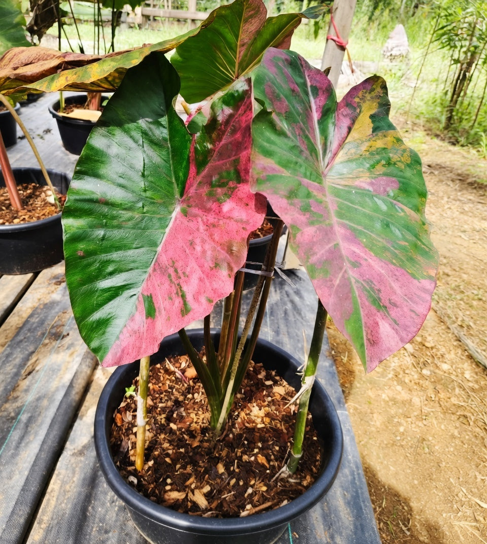 Colocasia Pink Praw