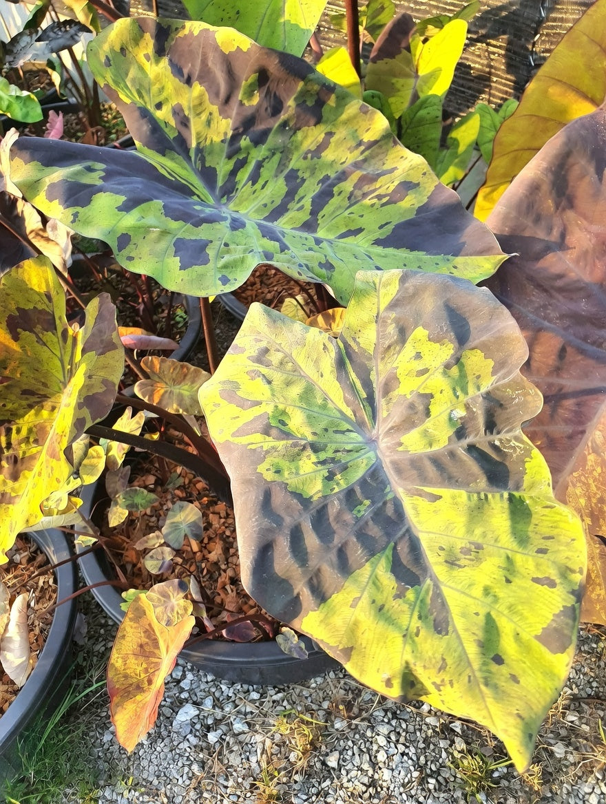 Colocasia Green Bele