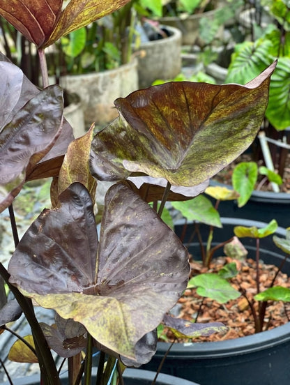 Colocasia Tiger Cup