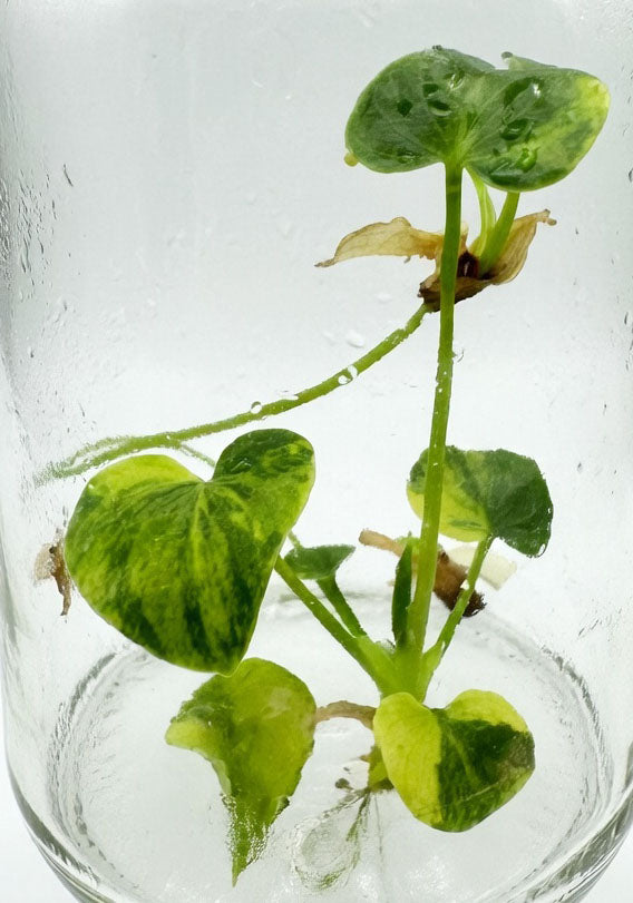 Philodendron Williamsii Variegated