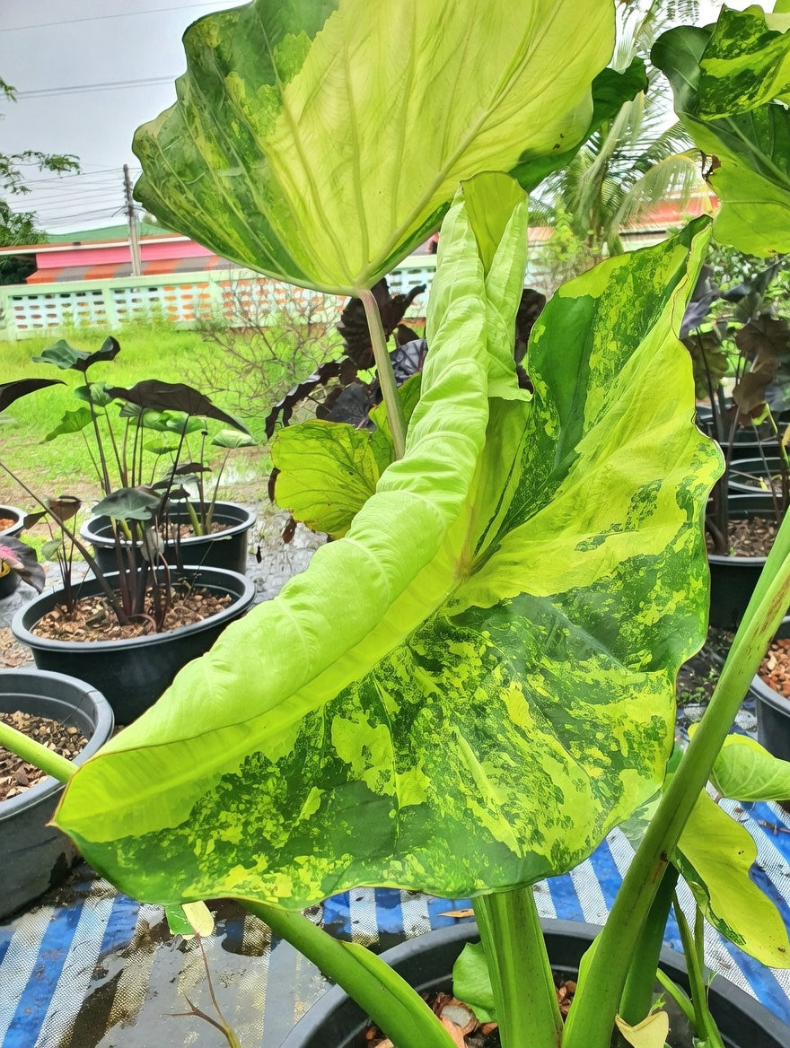 Colocasia Hall of Fame