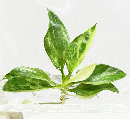 Philodendron Jose Buono Variegated