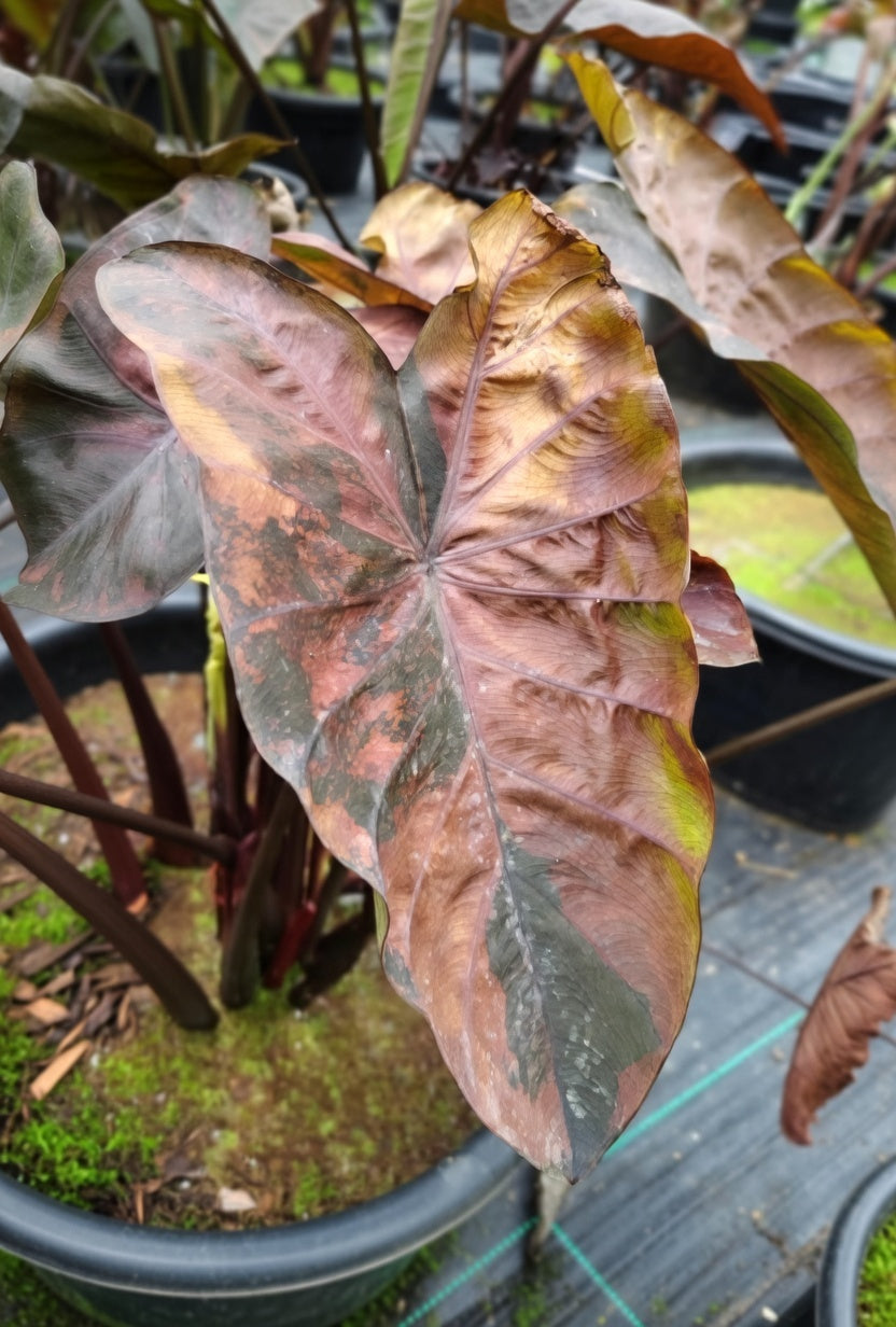 Colocasia Brownies