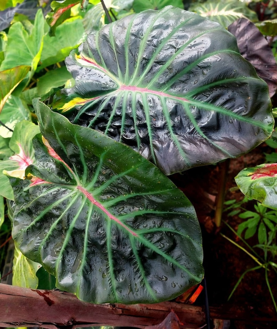 Colocasia The Hulk