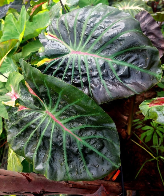 Colocasia The Hulk