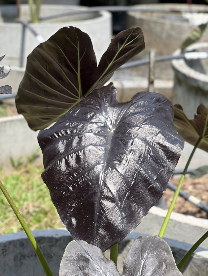 Colocasia Emerald Bones