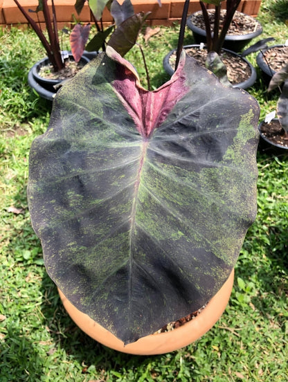Colocasia Paper Paint