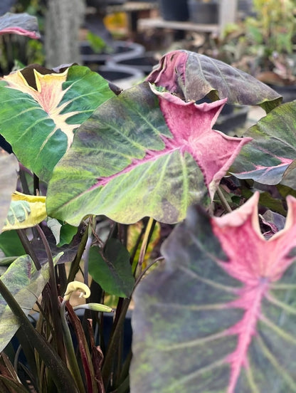 Colocasia Paper Paint