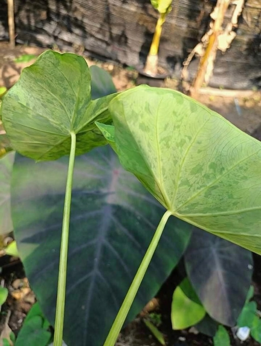Colocasia Frog On Lotus