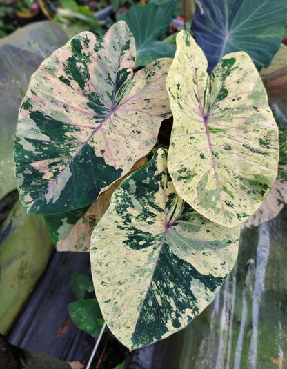 Colocasia Cloud Sky
