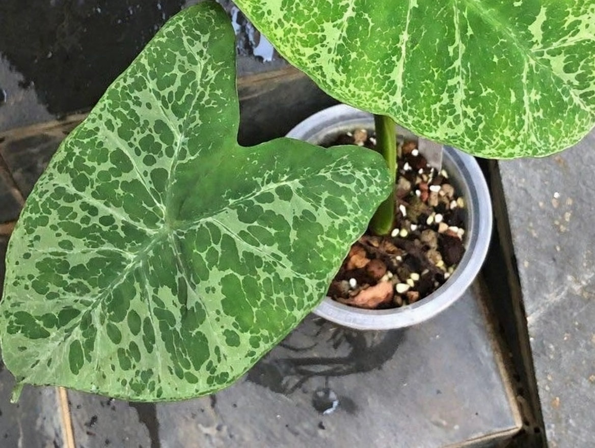 Colocasia Chiangkhan Diamond