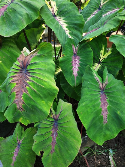 Colocasia Angel Mask