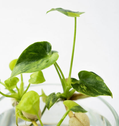 Philodendron Williamsii Variegated