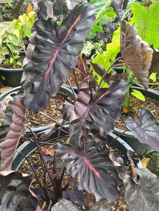 Colocasia Caldera Pink