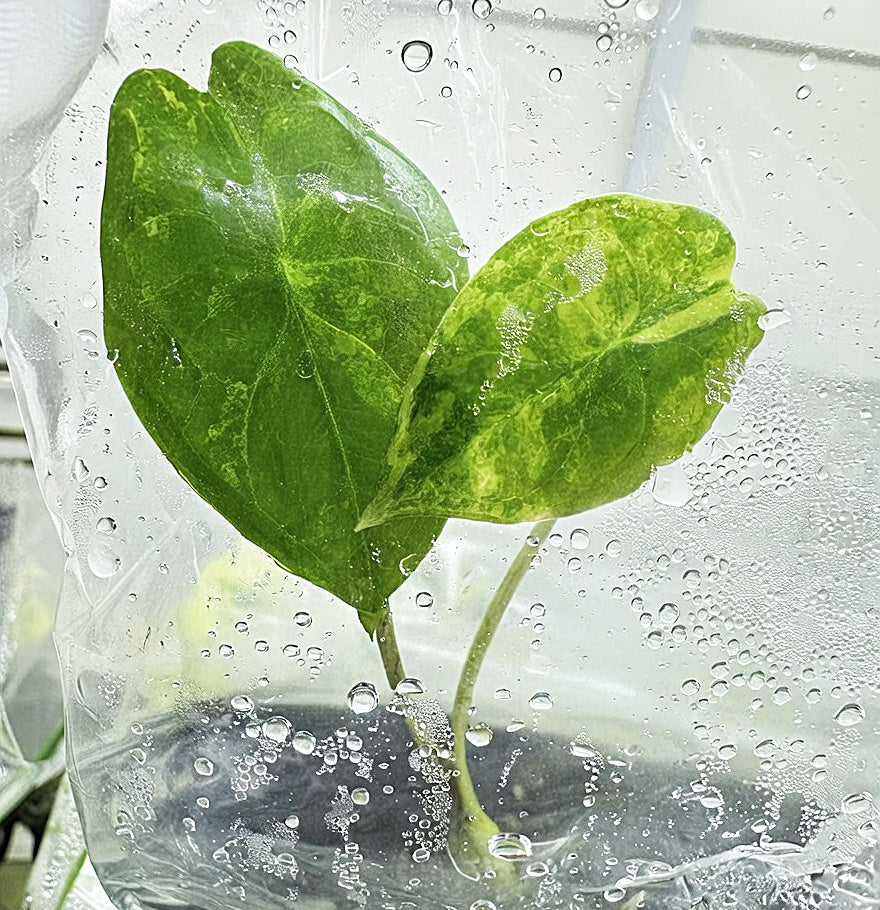 Alocasia Fonicata Aurea Variegated