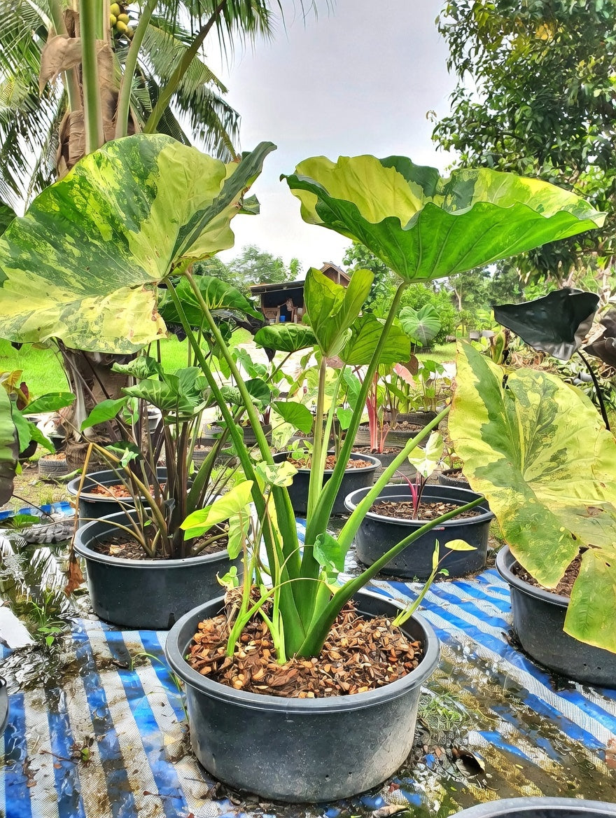 Colocasia Hall of Fame