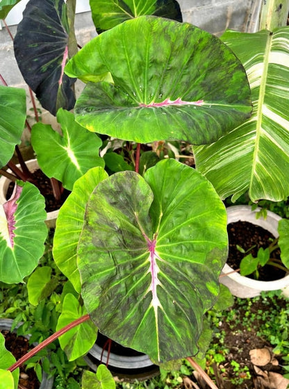 Colocasia Megamaser