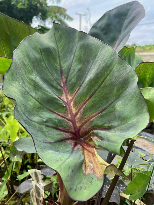 Colocasia Star Cup