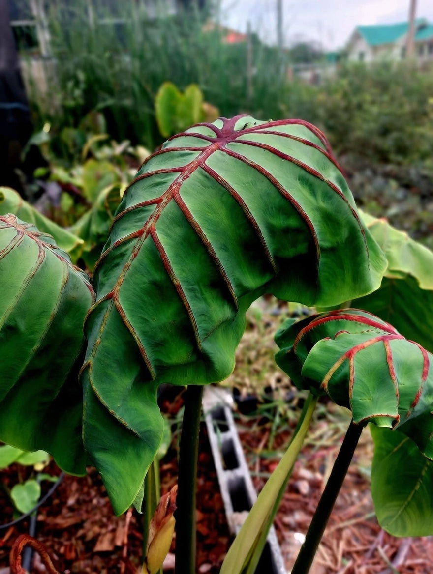 Colocasia Cleopatra