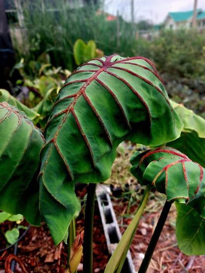 Colocasia Cleopatra