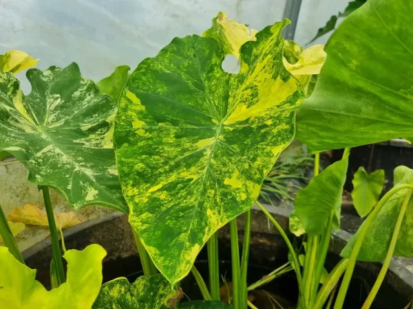 Colocasia Yellow Splash