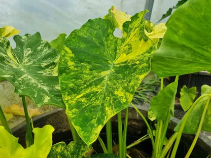 Colocasia Yellow Splash